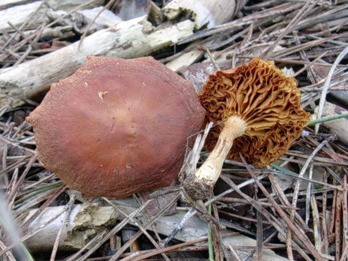 1869 Gennaio vecchio ritrovamento