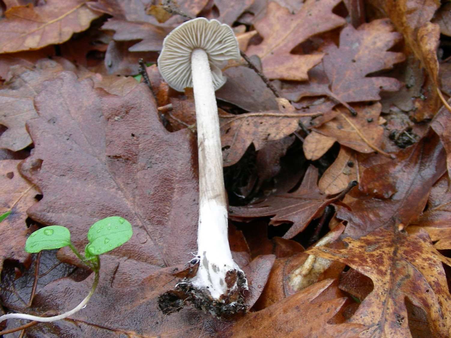 1896 Gennaio vecchio ritrovamento