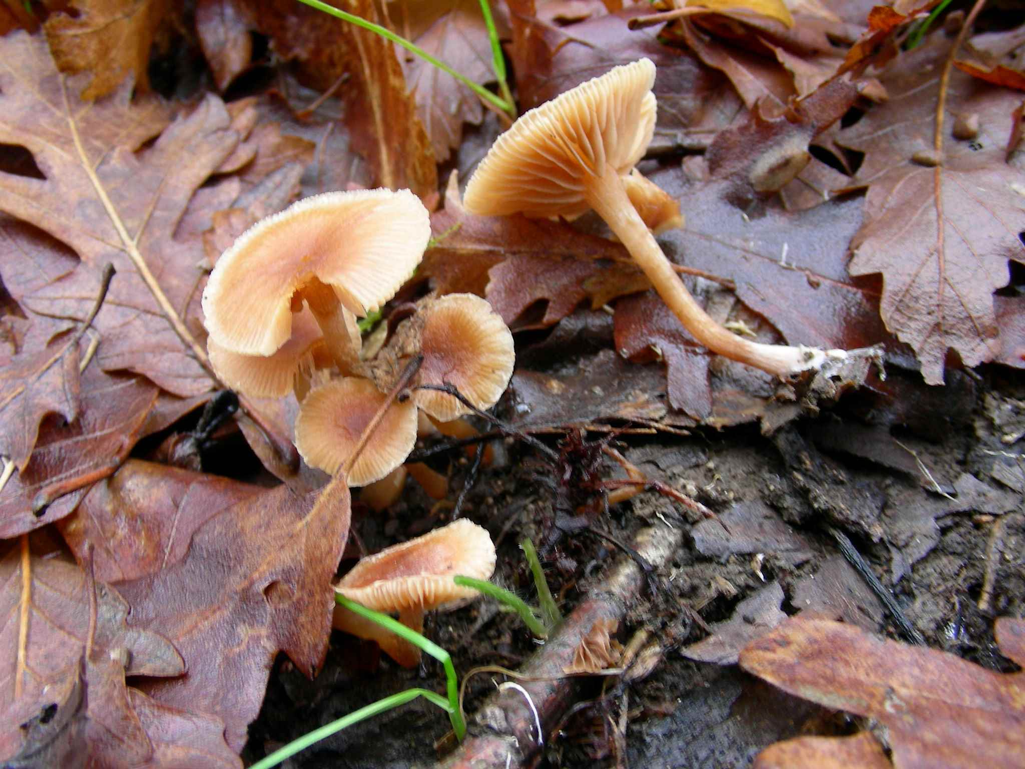 1897 Gennaio vecchio ritrovamento