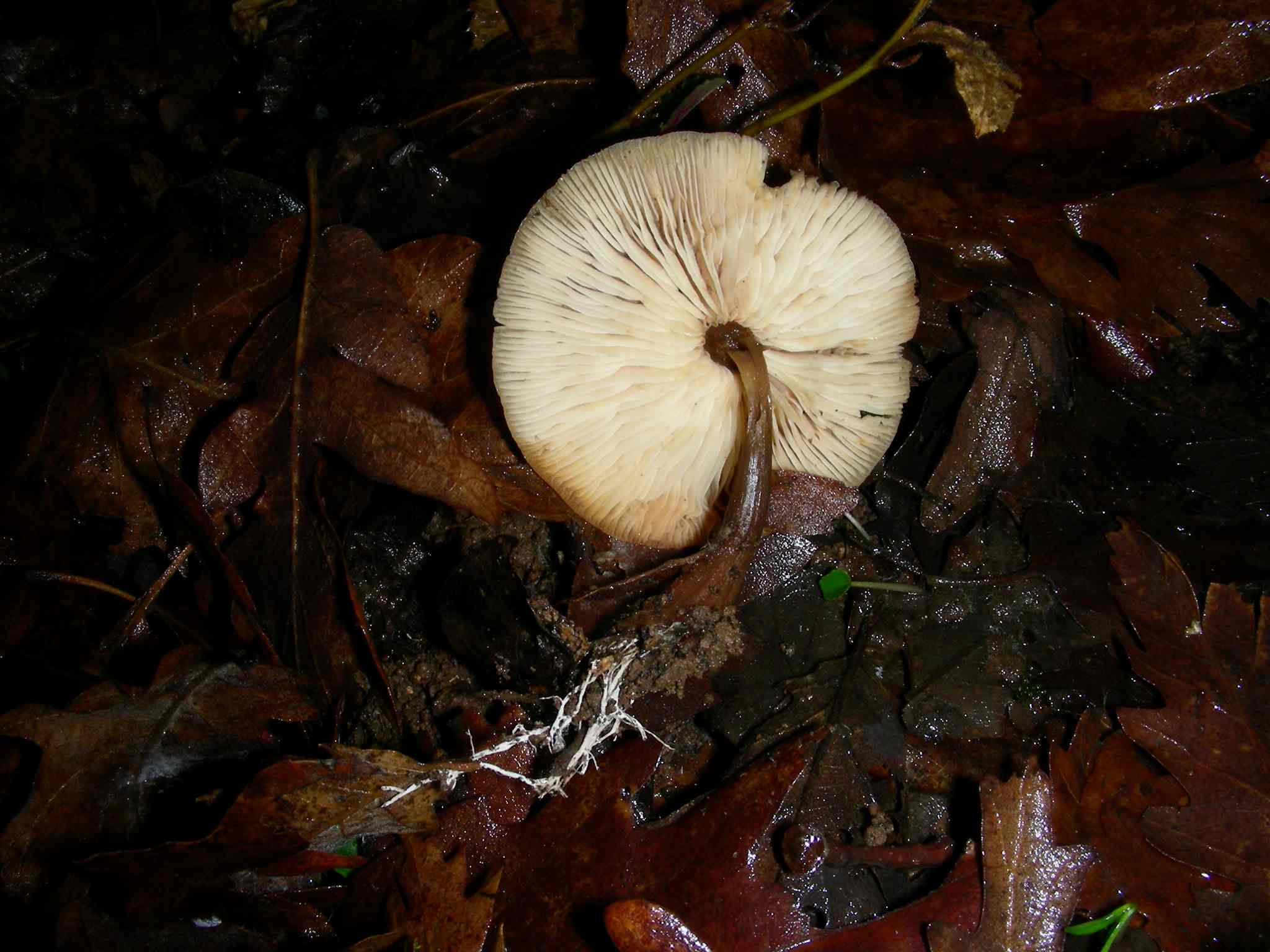 1998 Gennaio vecchio ritrovamento