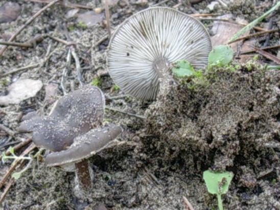 1872 Gennaio vecchio ritrovamento