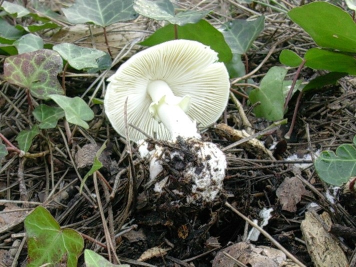 1873 Gennaio vecchio ritrovamento