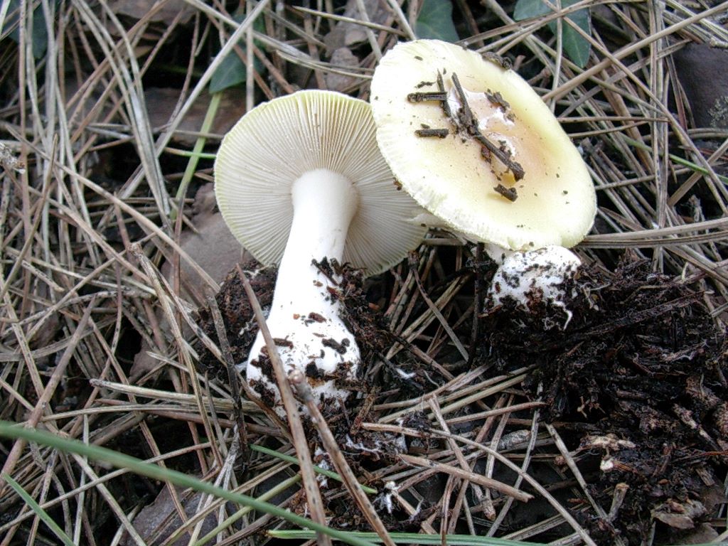 1874 Gennaio vecchio ritrovamento