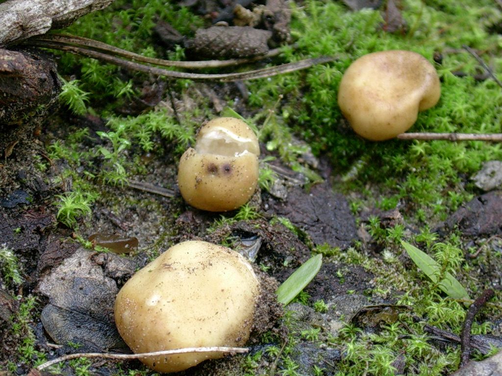 1875 Gennaio vecchio ritrovamento