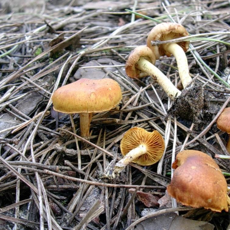 1876 Gennaio vecchio ritrovamento