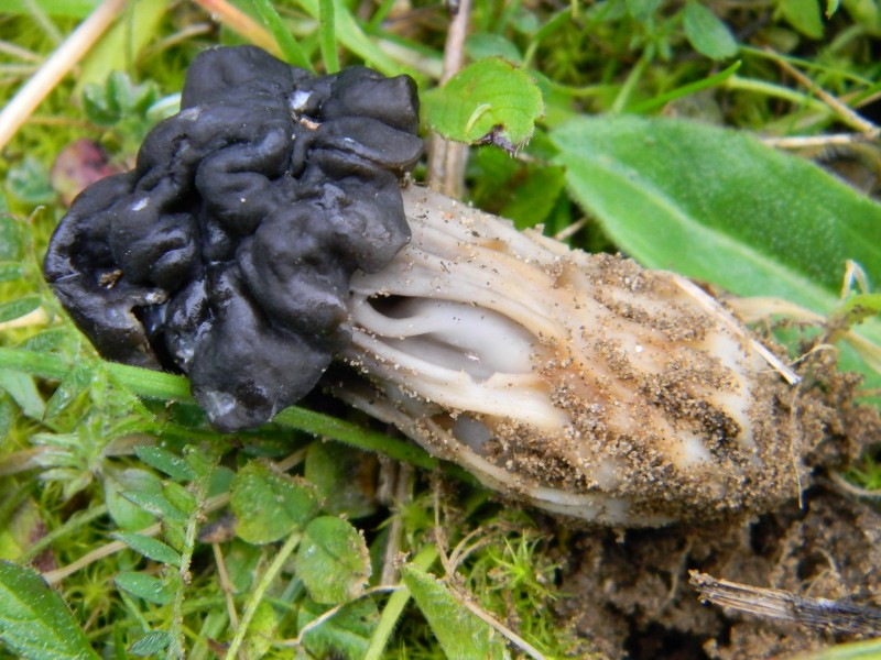 1908 Febbraio vecchio ritrovamento