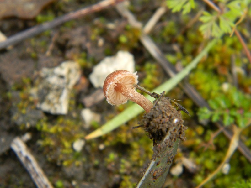 1909 Febbraio vecchio ritrovamento