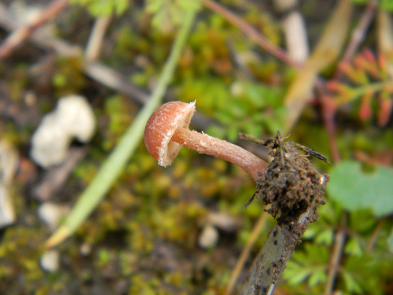 1909 Febbraio vecchio ritrovamento