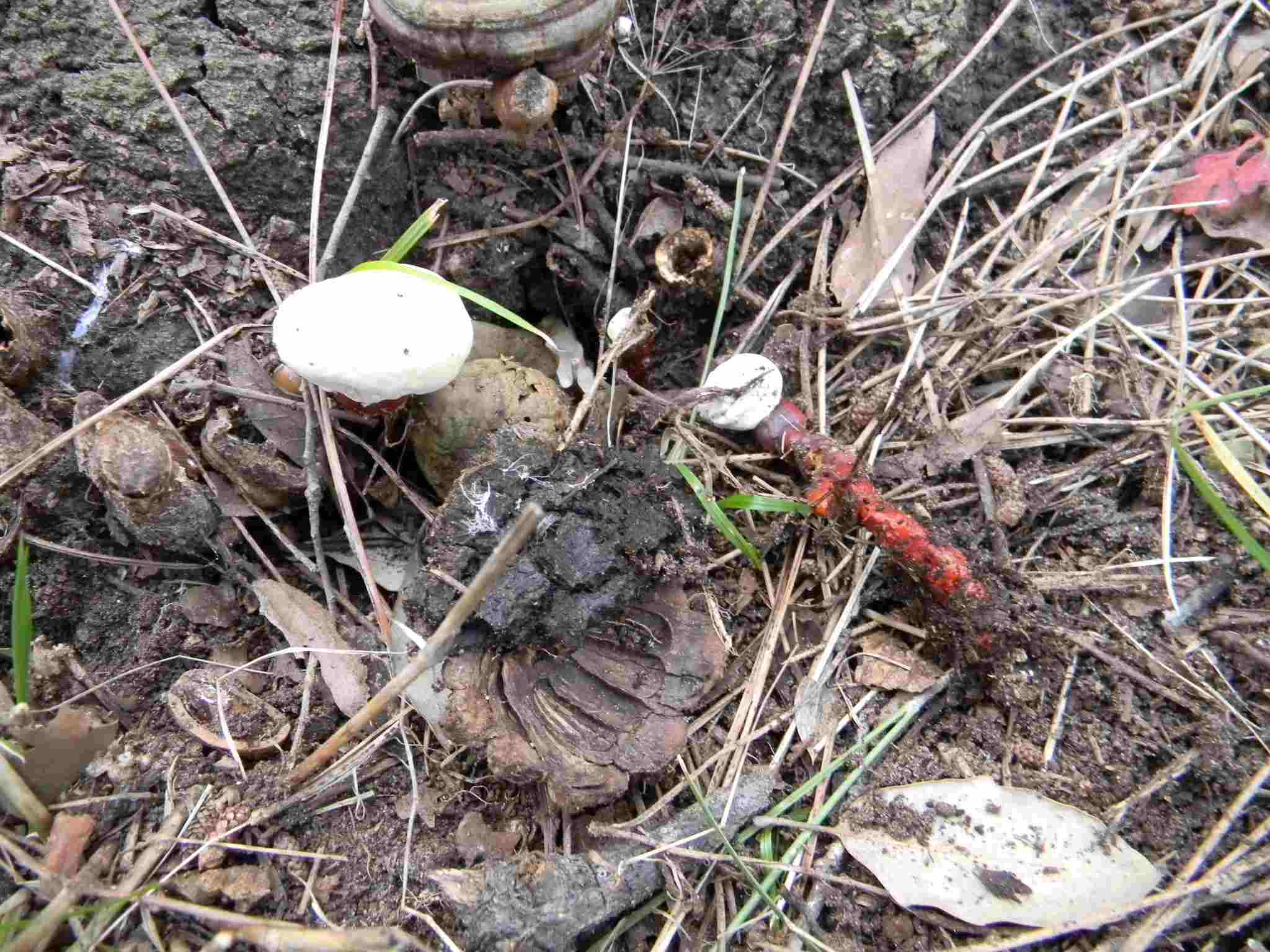 1910 Febbraio vecchio ritrovamento