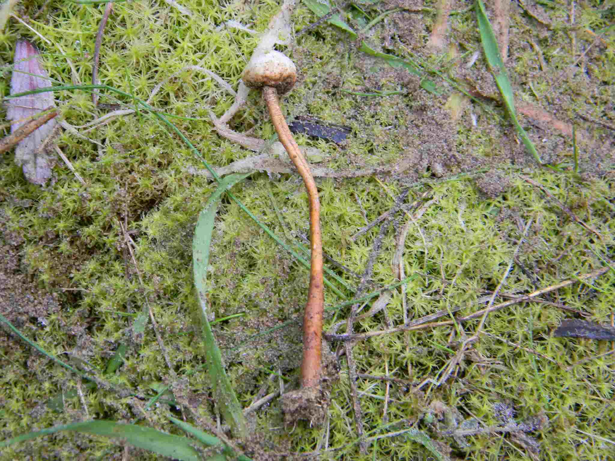 1911 Febbraio vecchio ritrovamento