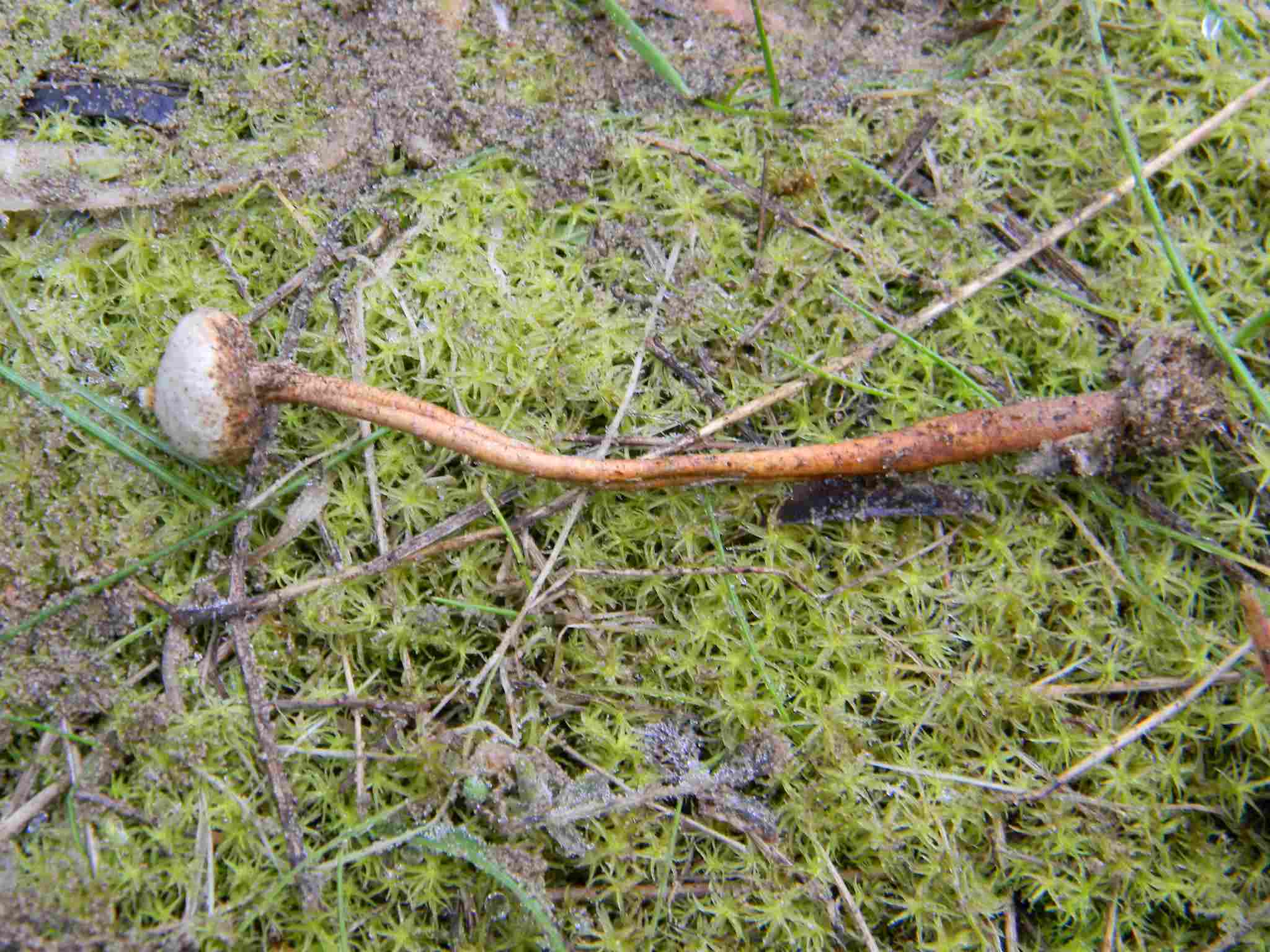 1911 Febbraio vecchio ritrovamento