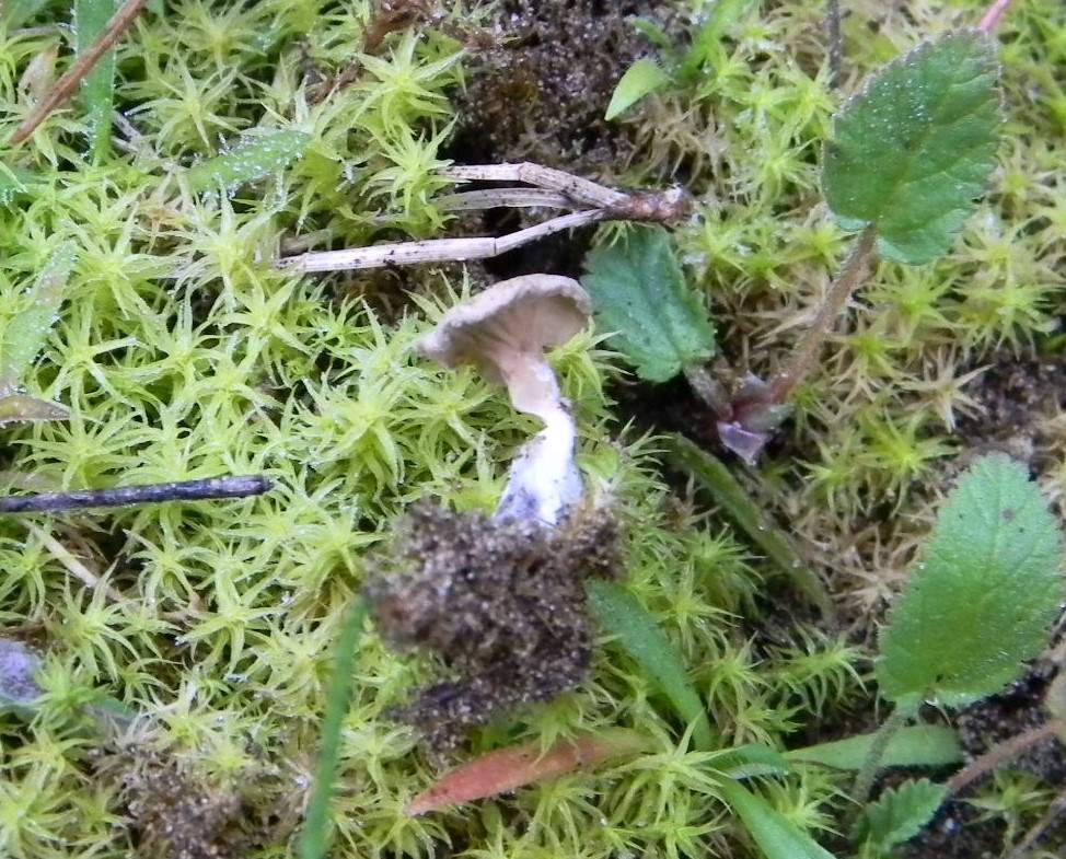 1913 Febbraio vecchio ritrovamento