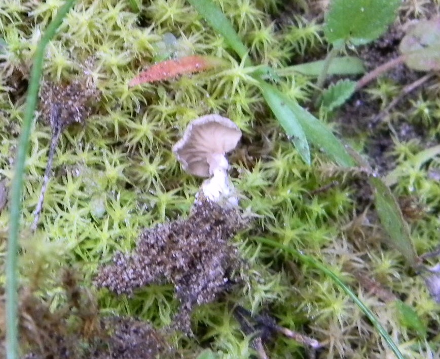 1913 Febbraio vecchio ritrovamento