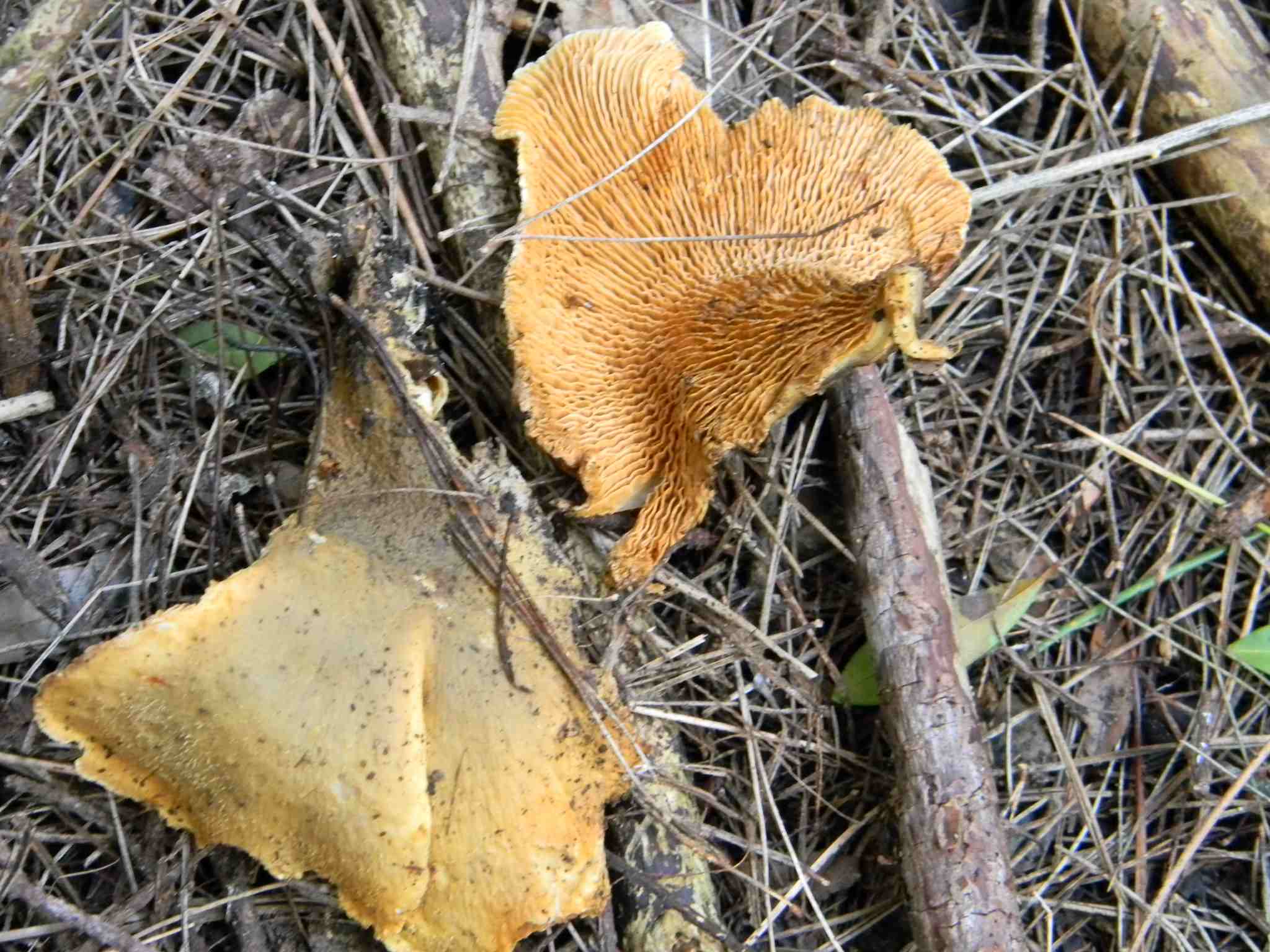 1915 Febbraio vecchio ritrovamento