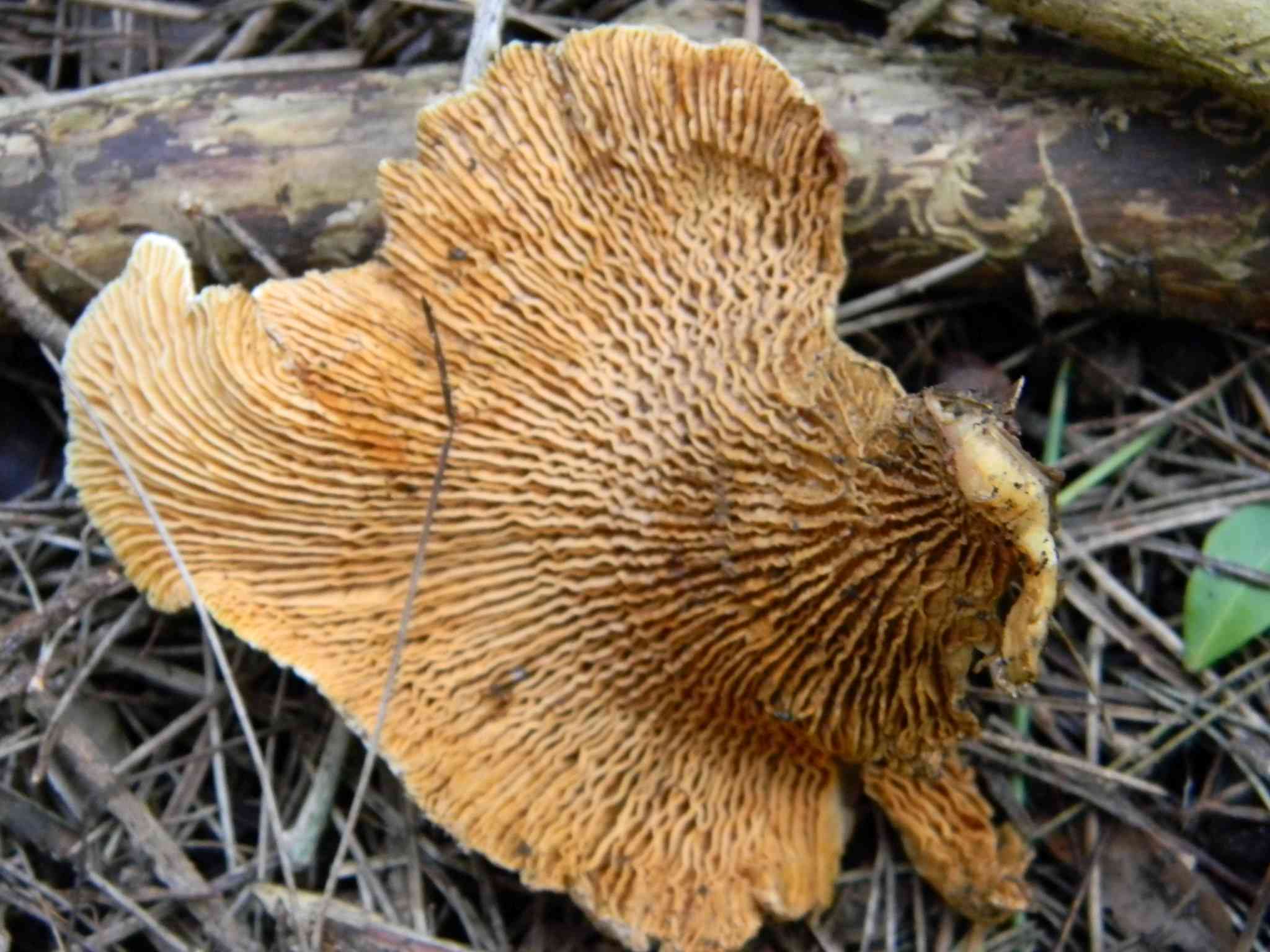 1915 Febbraio vecchio ritrovamento