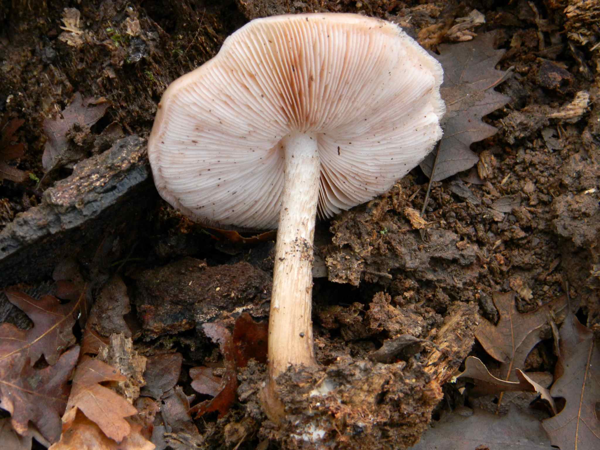 1916 Febbraio vecchio ritrovamento