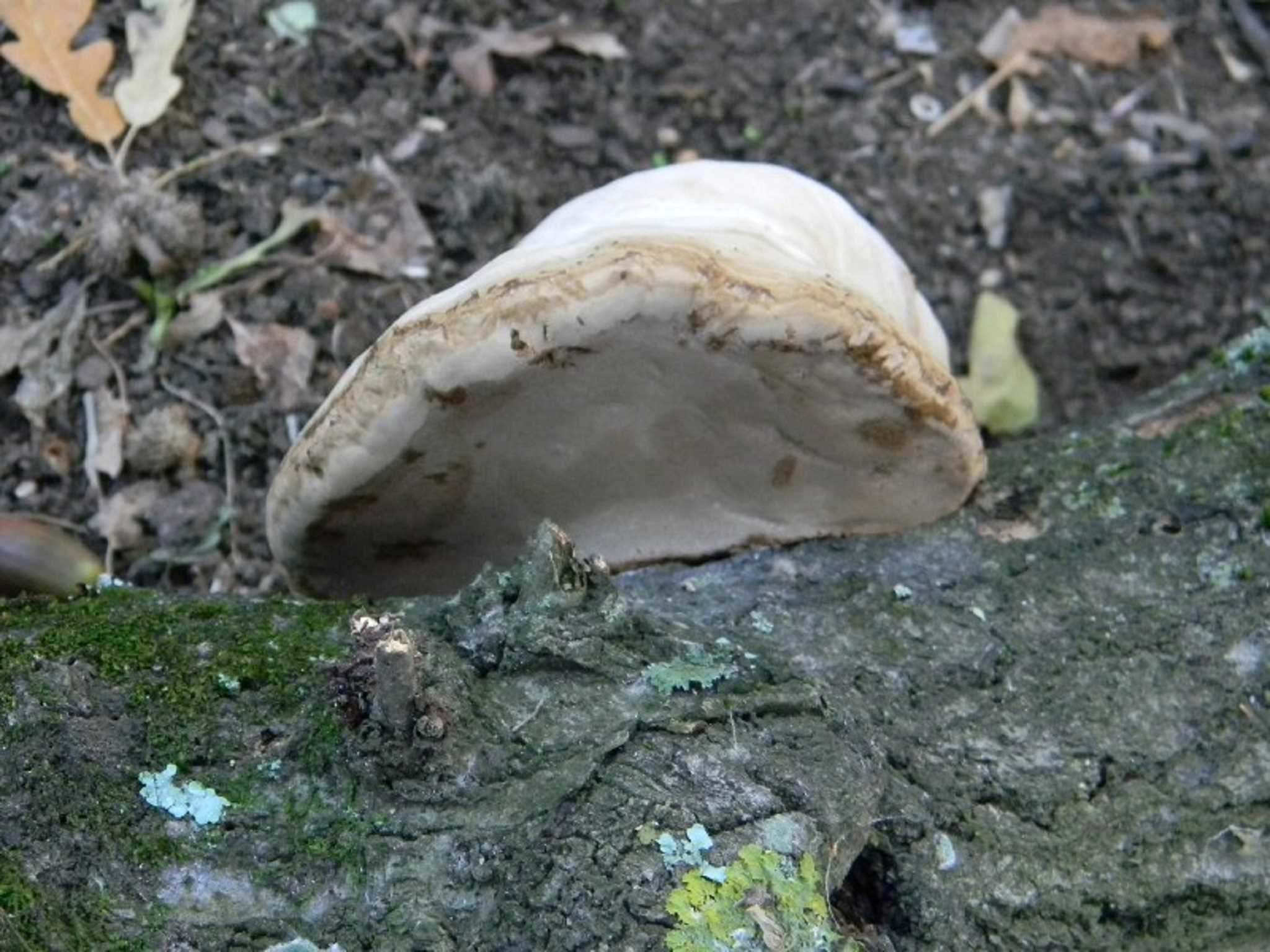 1917 Febbraio vecchio ritrovamento