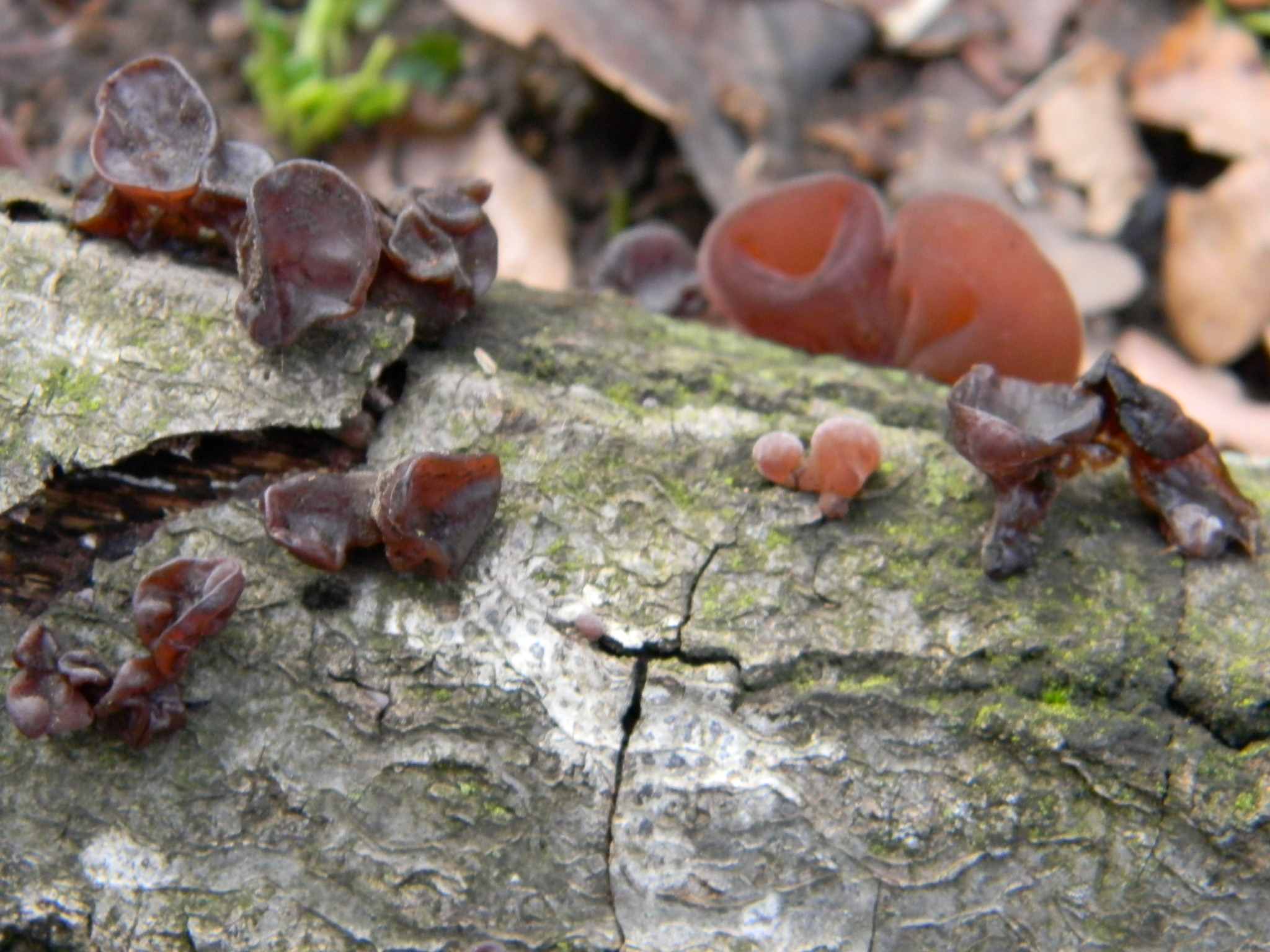 1918 Febbraio vecchio ritrovamento