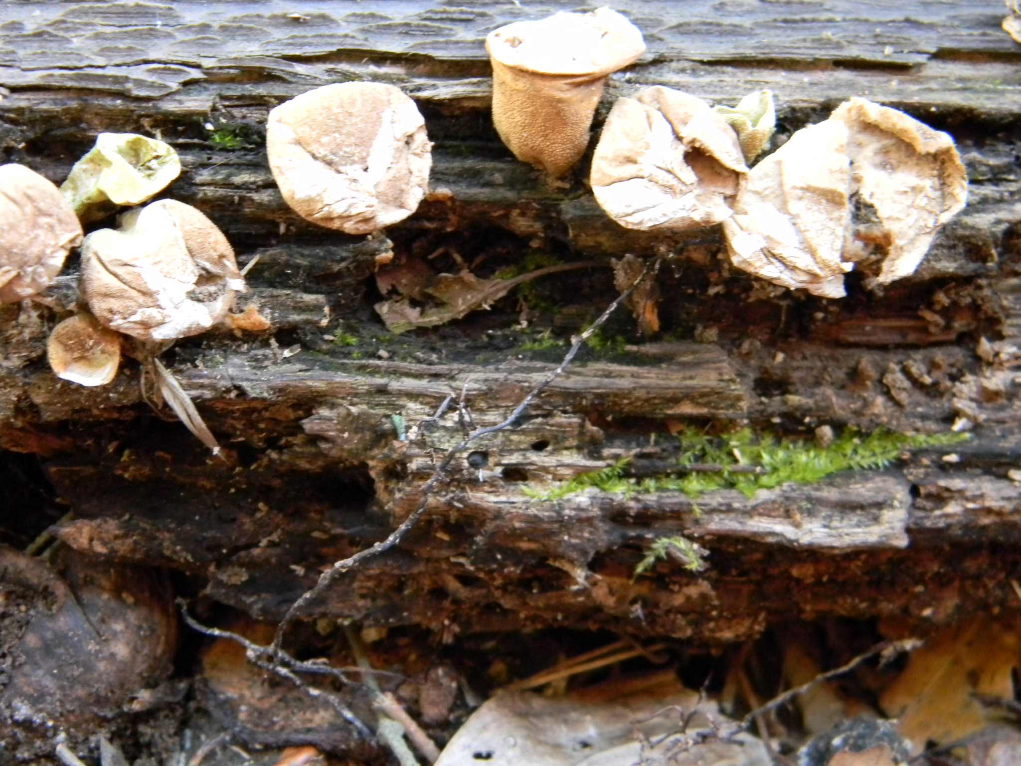 1919 Febbraio vecchio ritrovamento