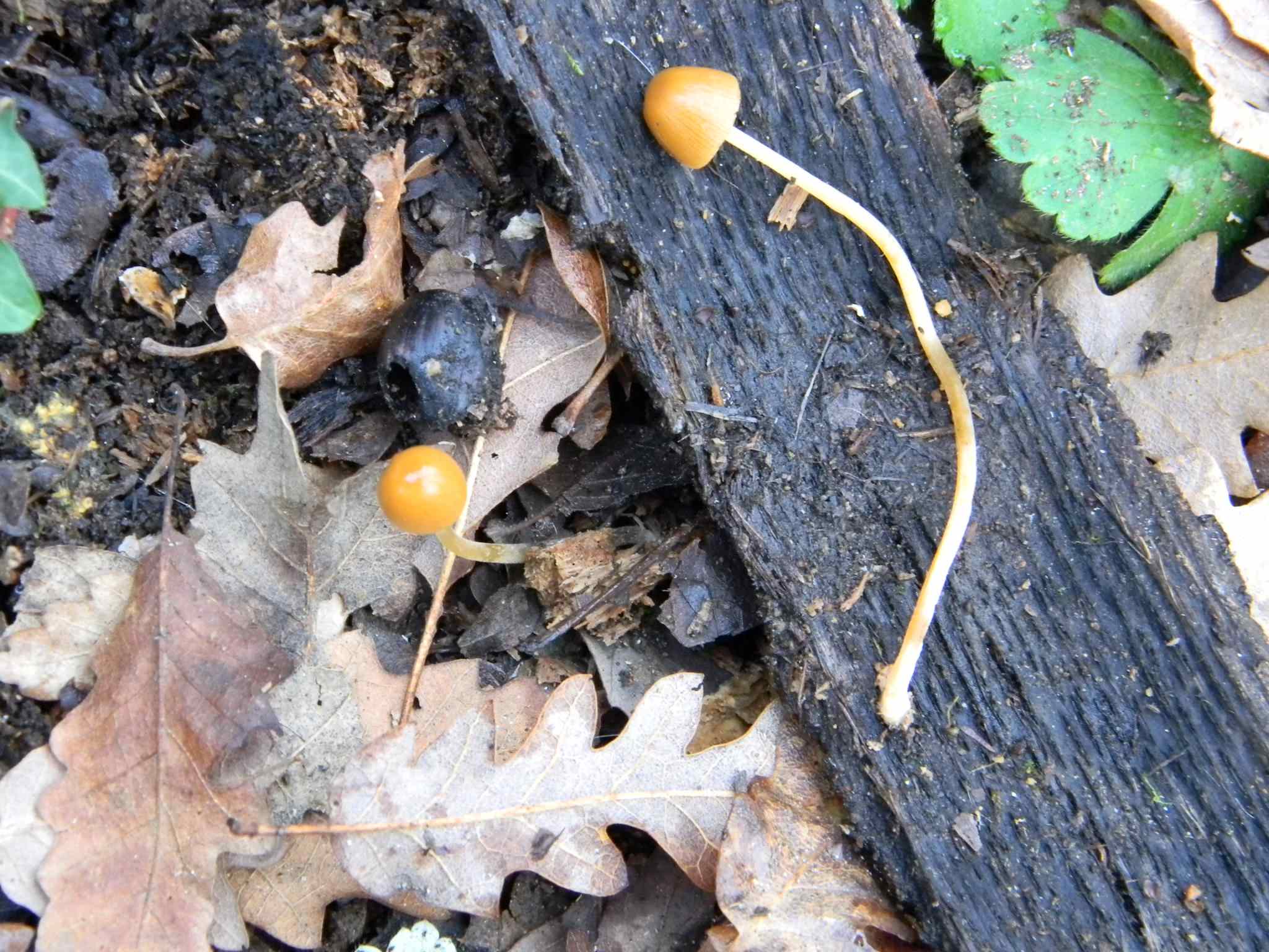 1920 Febbraio vecchio ritrovamento