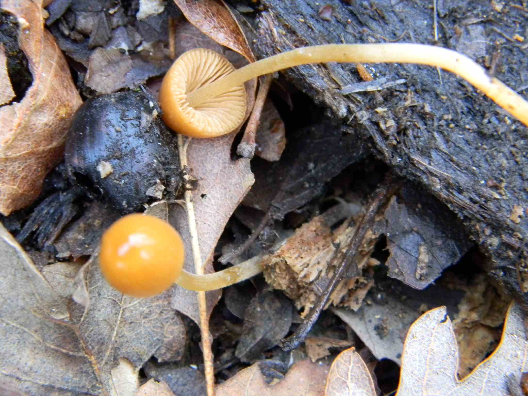 1920 Febbraio vecchio ritrovamento