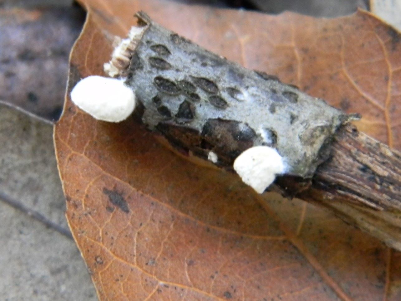 1921 Febbraio vecchio ritrovamento