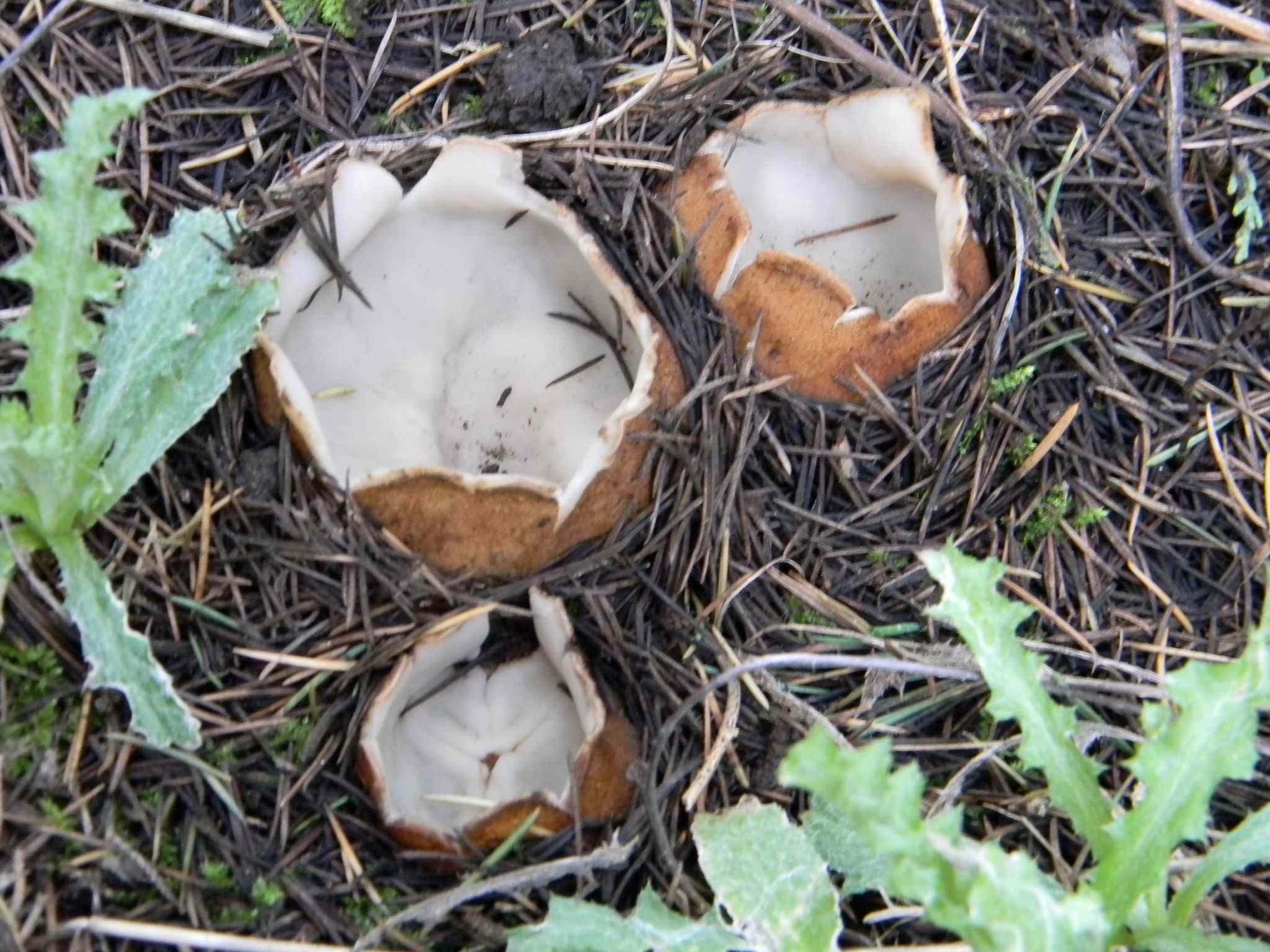 1922 Febbraio vecchio ritrovamento