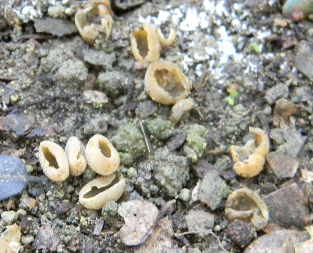 1923 Febbraio vecchio ritrovamento