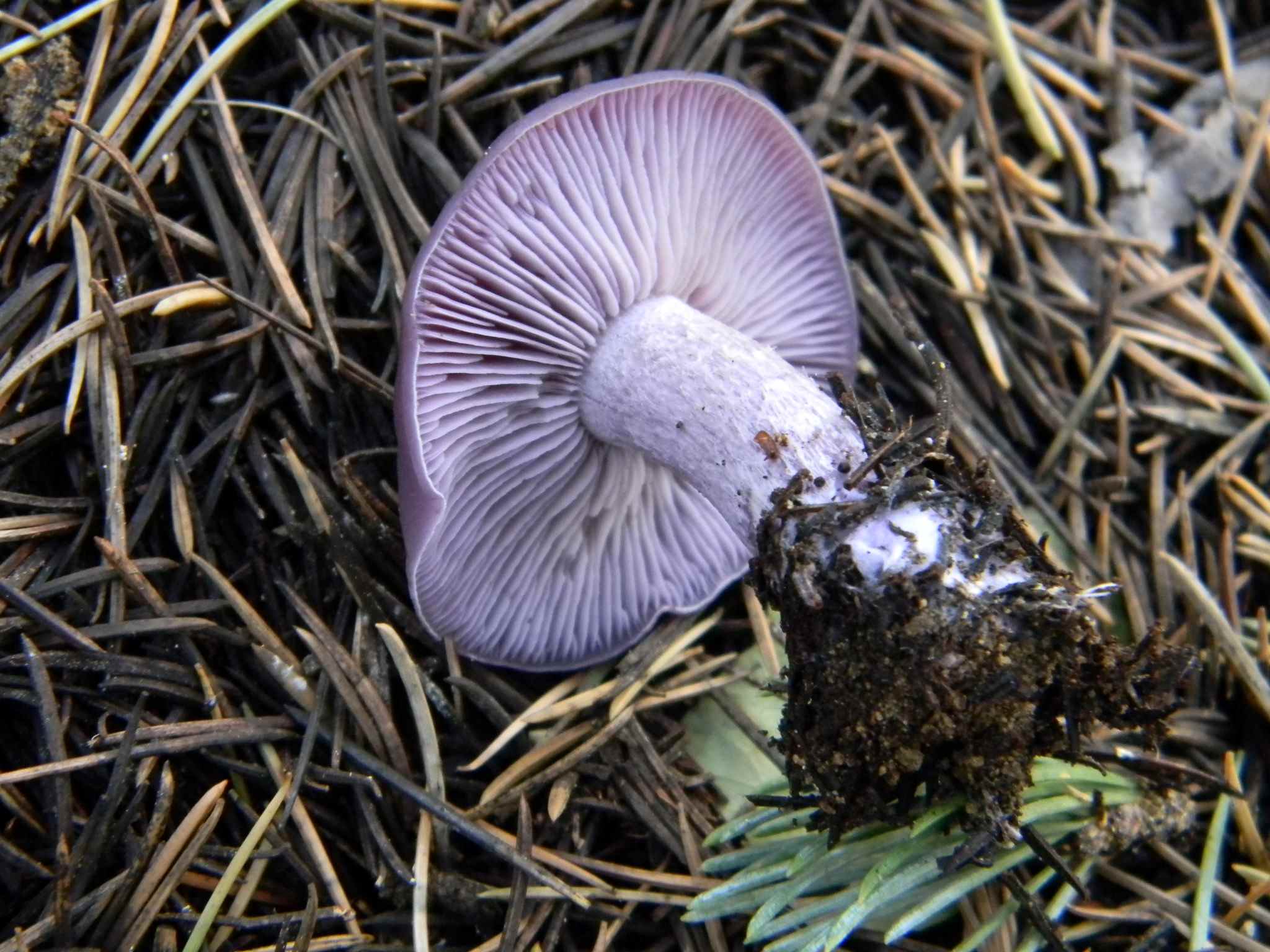 1924 Febbraio vecchio ritrovamento