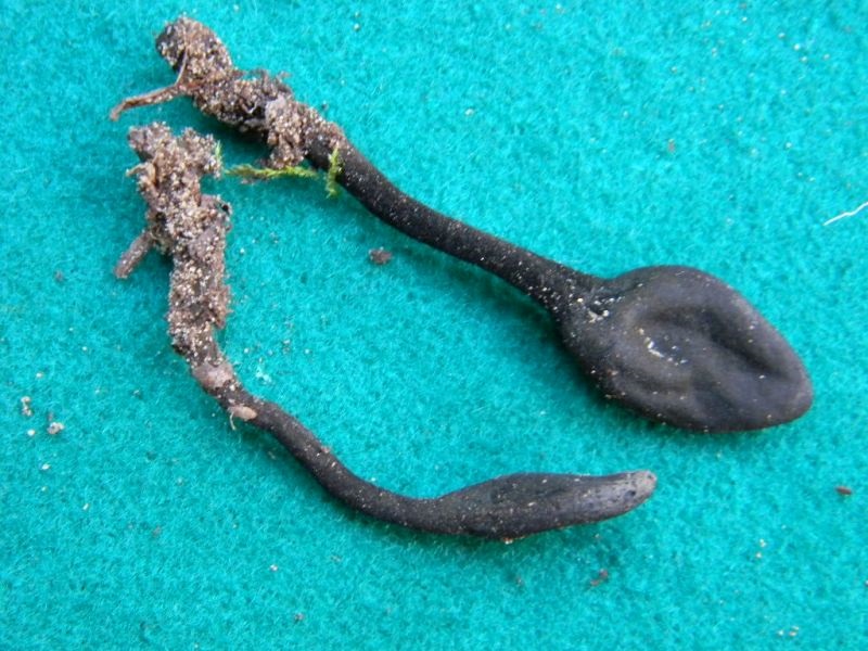 1900 Febbraio vecchio ritrovamento