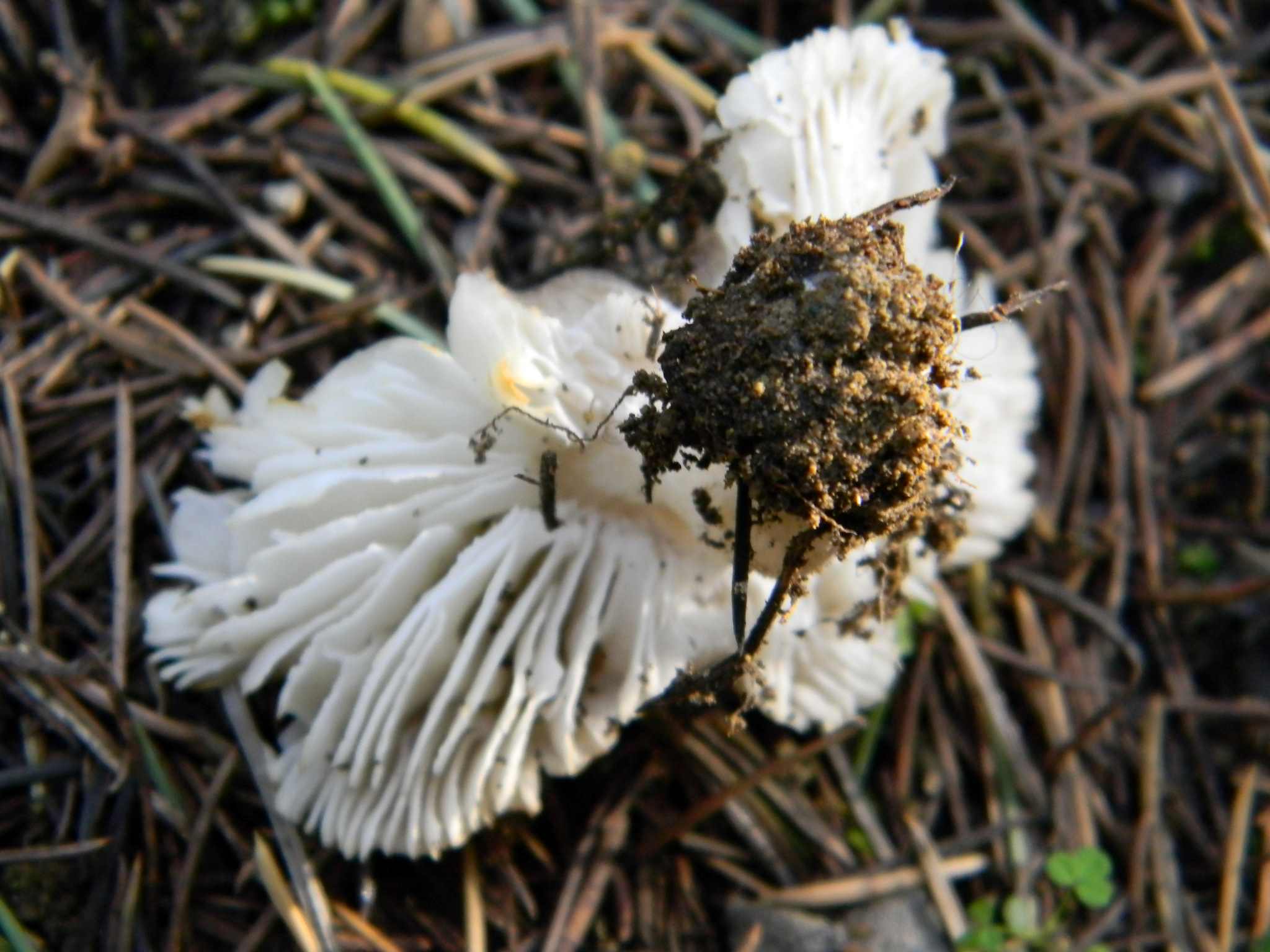 1925 Febbraio vecchio ritrovamento