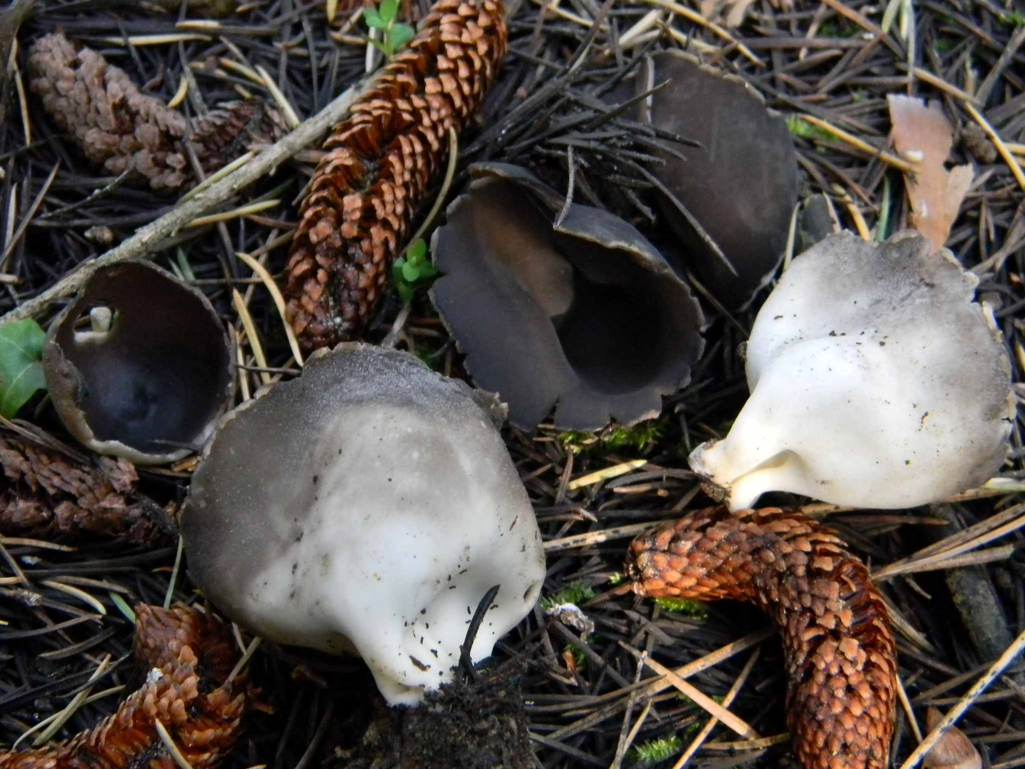 1926 Febbraio vecchio ritrovamento