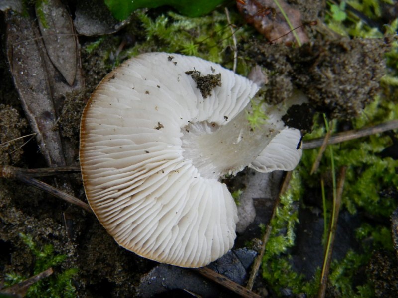 1902 Febbraio vecchio ritrovamento