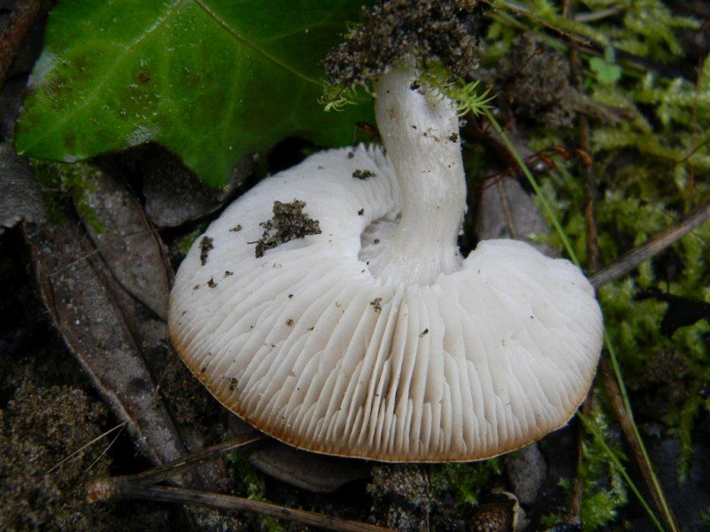 1902 Febbraio vecchio ritrovamento