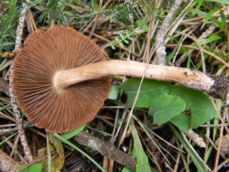 1903 Febbraio vecchio ritrovamento