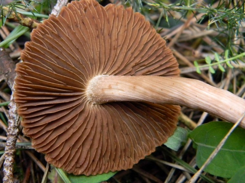 1903 Febbraio vecchio ritrovamento