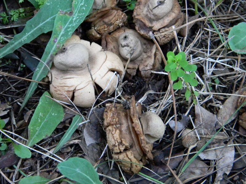 1904 Febbraio vecchio ritrovamento