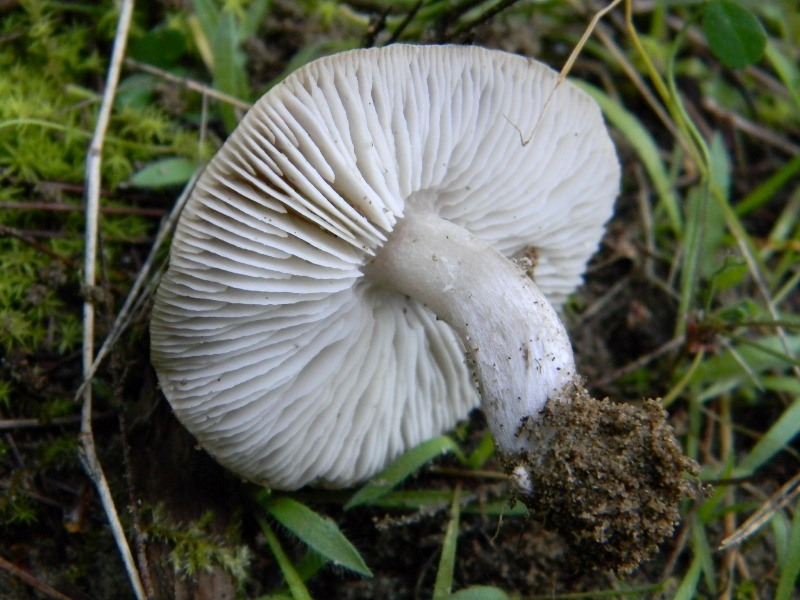 1905 Febbraio vecchio ritrovamento