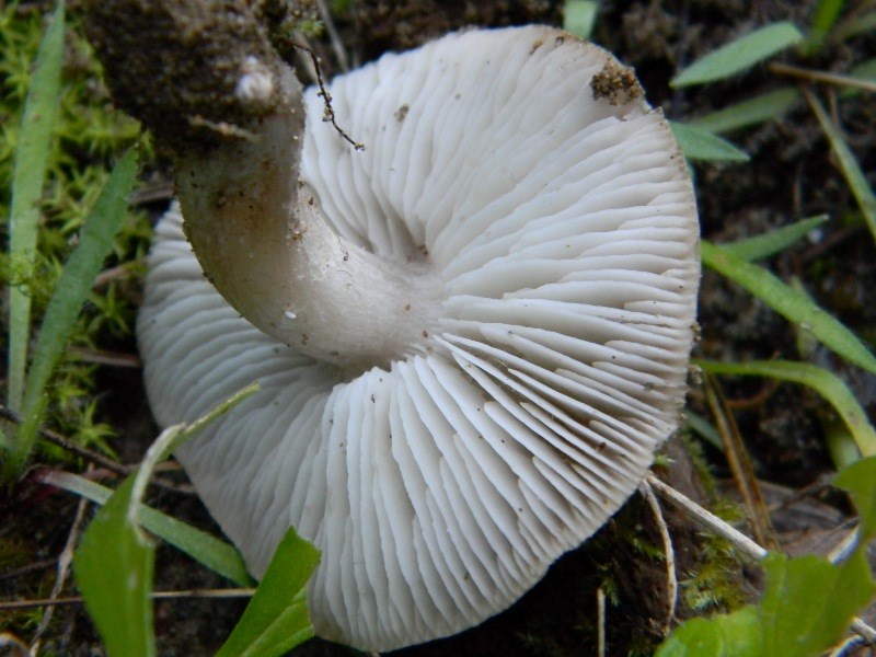 1905 Febbraio vecchio ritrovamento