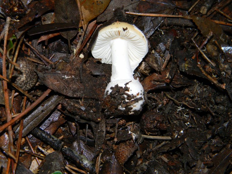 1906 Febbraio vecchio ritrovamento