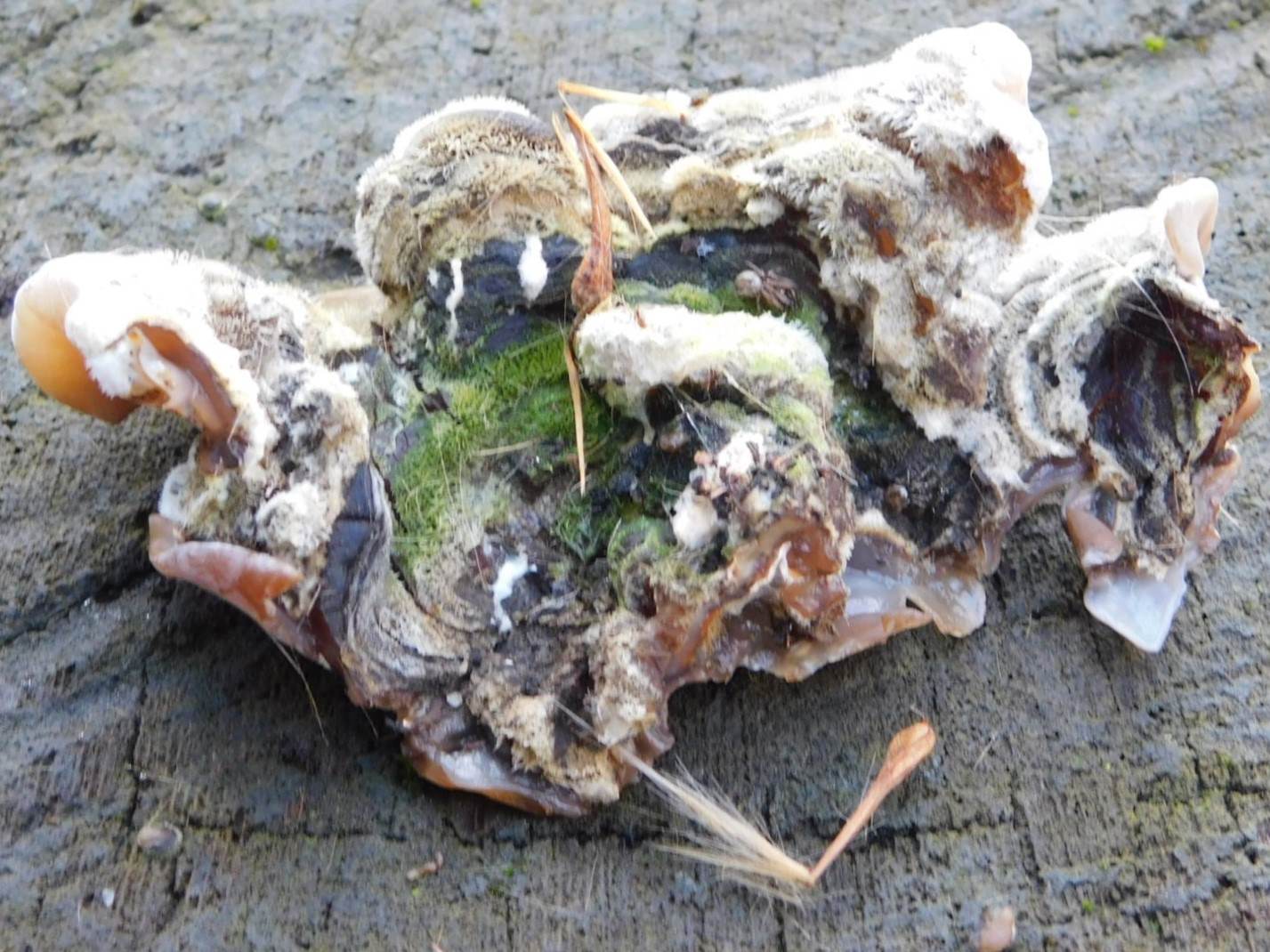 Fotografato il 9.02.2026