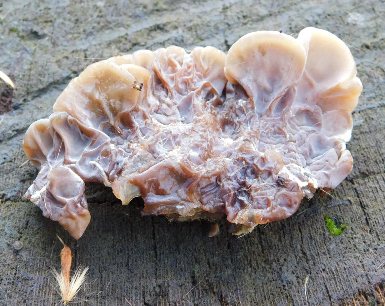 Fotografato il 9.02.2026