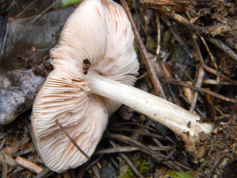 1907 Febbraio vecchio ritrovamento