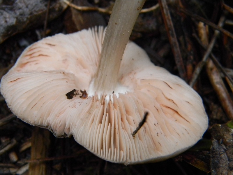 1907 Febbraio vecchio ritrovamento