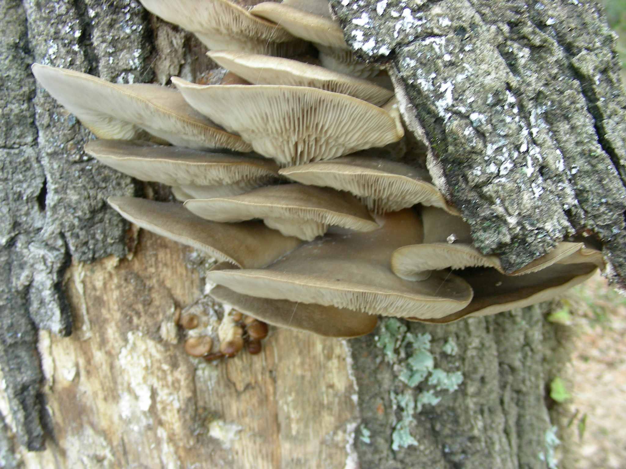 1937 Marzo vecchio ritrovamento