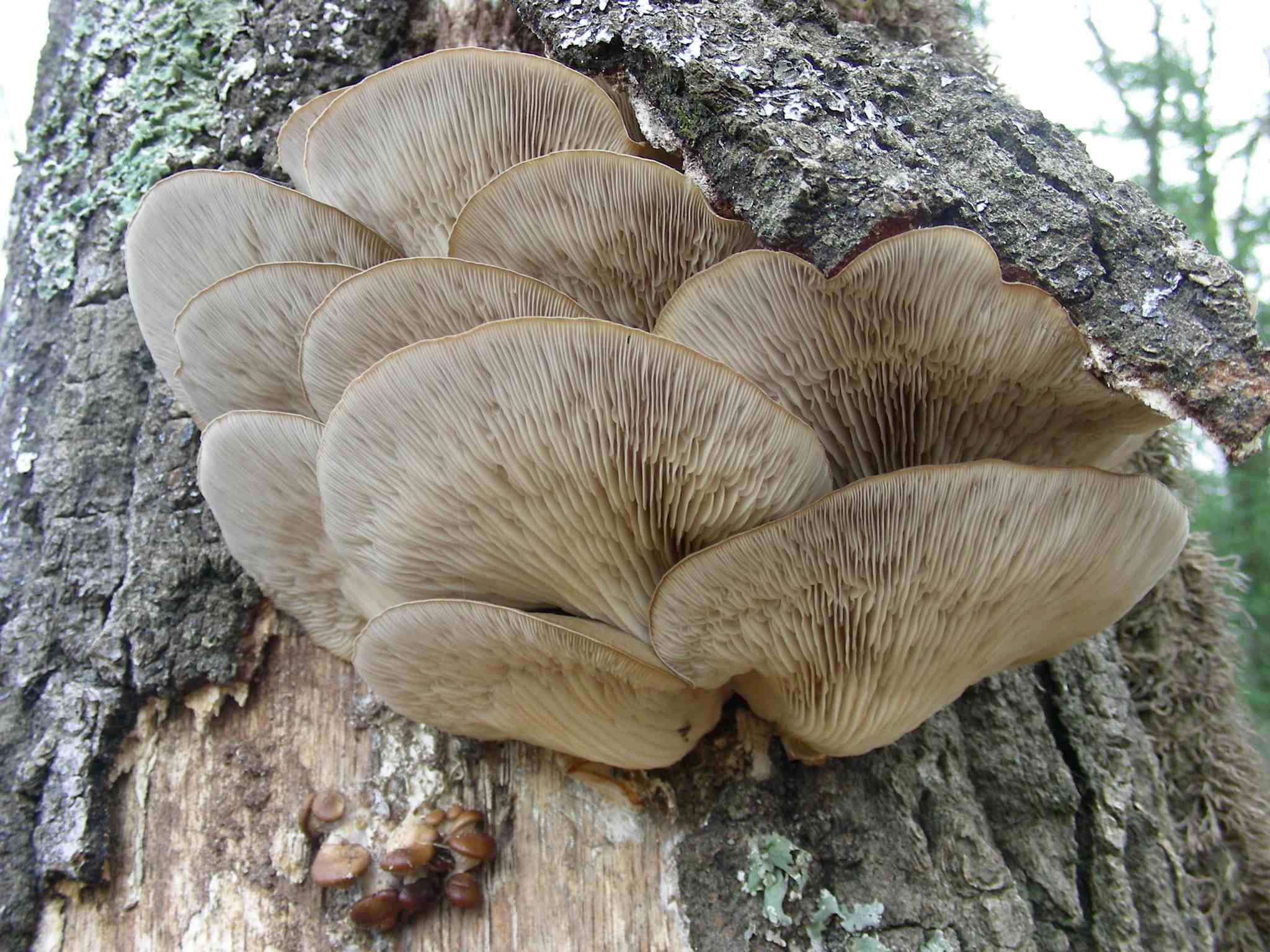 1937 Marzo vecchio ritrovamento