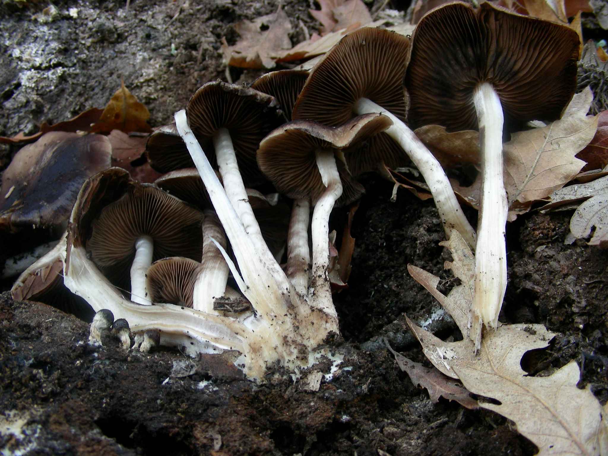 1938 Marzo vecchio ritrovamento