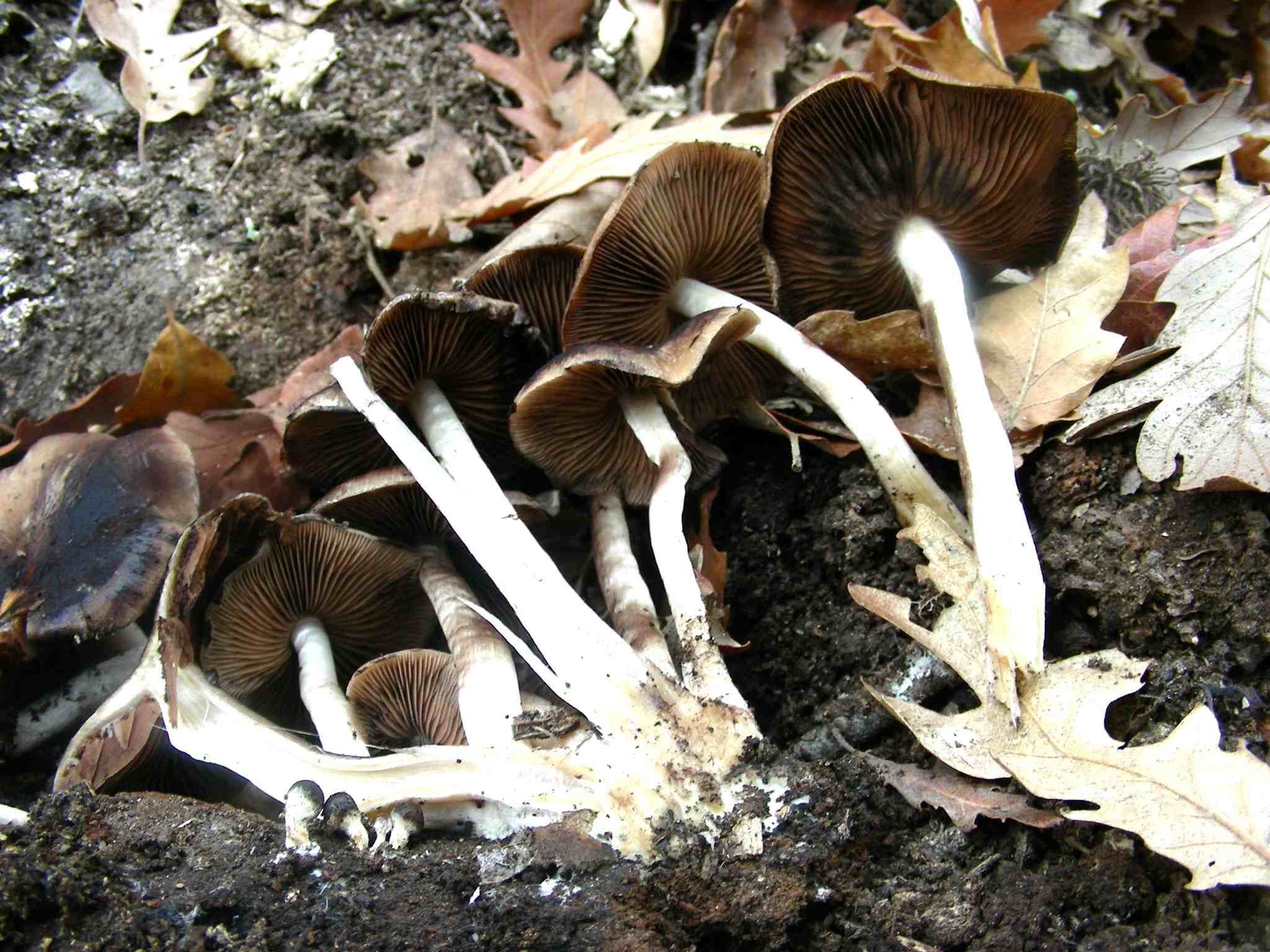 1938 Marzo vecchio ritrovamento