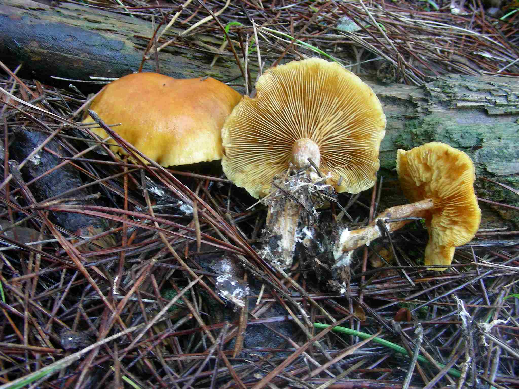 1939 Marzo vecchio ritrovamento