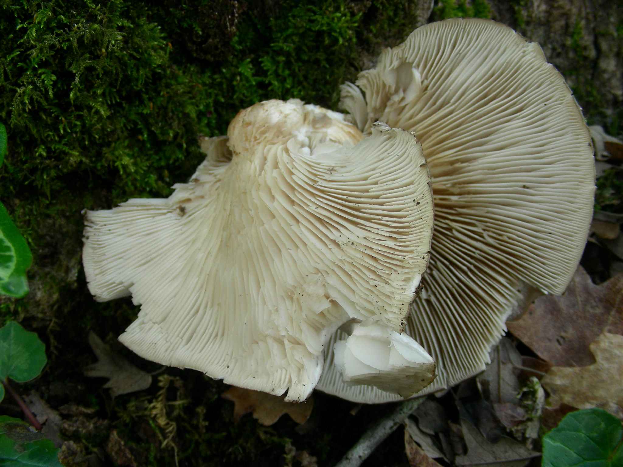 1941 Marzo vecchio ritrovamento